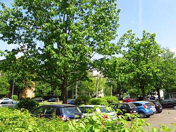 So sah es im Sommer in der Kantstraße aus - in dieser Woche sollen die Bäume gefällt werden. Foto: Helmut Siegler