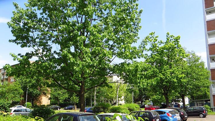 So sah es im Sommer in der Kantstraße aus - in dieser Woche sollen die Bäume gefällt werden. Foto: Helmut Siegler