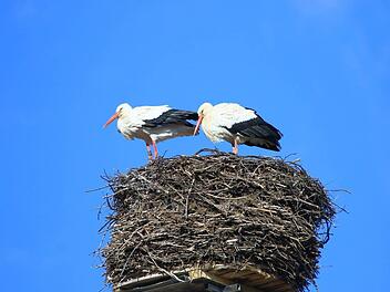 Wieder vereint: Die Störche aus dem Schlot der Brauerei Sc hleicher sind schon wieder aus dem Winterquartier zurück gekehrt. Foto: Hans Peter Schönecker