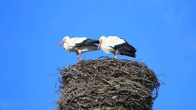 Wieder vereint: Die Störche aus dem Schlot der Brauerei Sc hleicher sind schon wieder aus dem Winterquartier zurück gekehrt. Foto: Hans Peter Schönecker
