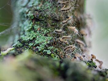 Stadt Bamberg ergreift Maßnahmen gegen gefährliche Raupen Stadt Bamberg ergreift Maßnahmen gegen gefährliche Raupen