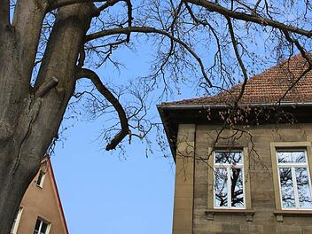 Welcher Baum kann die abgestorbene Rotbuche am Stenayer Platz ersetzen? Diese Frage soll jetzt geklärt werden. Foto: Heike Beudert