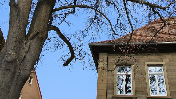 Welcher Baum kann die abgestorbene Rotbuche am Stenayer Platz ersetzen? Diese Frage soll jetzt geklärt werden. Foto: Heike Beudert