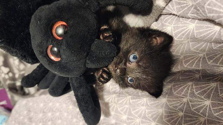Kitten "William"