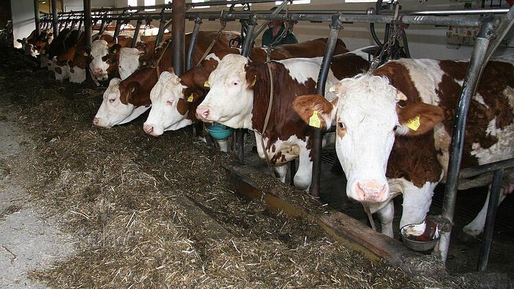 Die Kühe im Stall lässt die ganze Dreherei kalt.