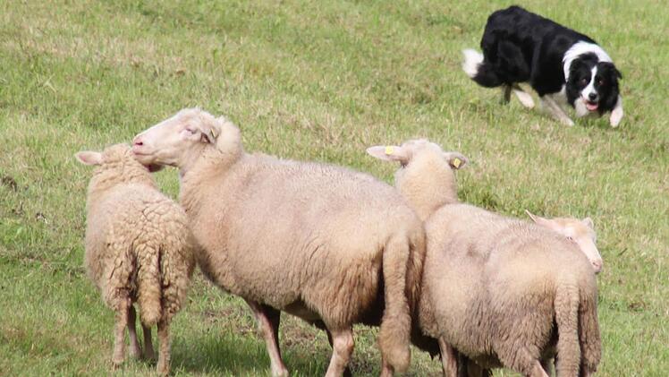 Franken-Trial der Border Collies  Foto: Sonny Adam