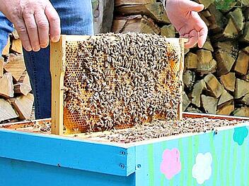 In den Bruträumen der Bienenstöcke kann sich die Faulbrut ausbreiten. Foto: Franziska Rieger/Archiv