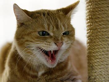 Wenn Katzen einen Menschen gebissen haben, sollte der Gebissene immer einen Arzt aufsuchen. Symbolfoto: Roland Weihrauch/dpa