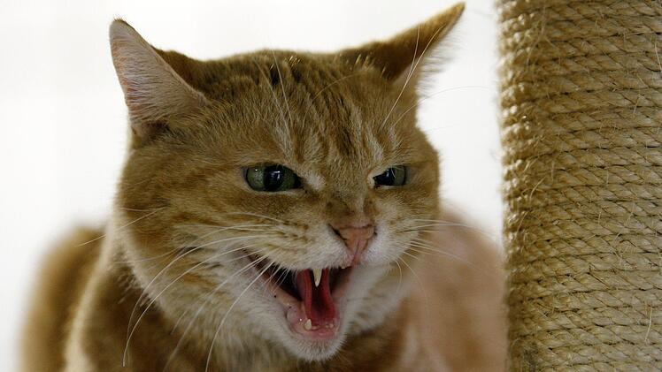 Wenn Katzen einen Menschen gebissen haben, sollte der Gebissene immer einen Arzt aufsuchen. Symbolfoto: Roland Weihrauch/dpa