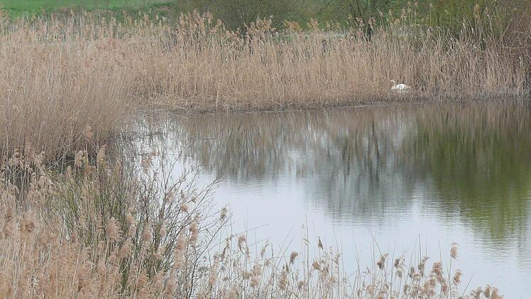 Ohne die zahlreichen Vögel bei ihrem Brutgeschäft zu stören, kann man - mit etwas Glück - auf dem Vogelbeobachtungsturm in der Mainaue einen Haubentaucher oder eine Stockente sichten.
