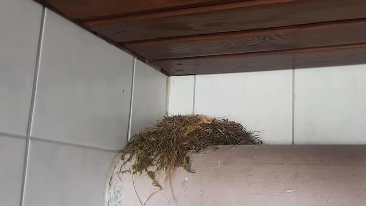 Auf dem Heizungsrohr fühlen sich die Vögel seit Jahren sehr wohl.