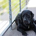 Weil sie den Vierbeiner offenbar loswerden wollten, schmissen Tierquäler eine Hündin über dem Zaun eines Tierheims. Symbolfoto: Unsplash / Naomi Suzuki