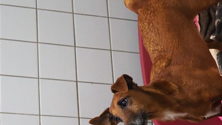 Diabetikerin Daisy wartet seit zwei Jahren auf ein neues Zuhasue.