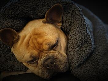 Jetzt in Tierheimen: In Karlstadt wurden 19 Hunde gerettet