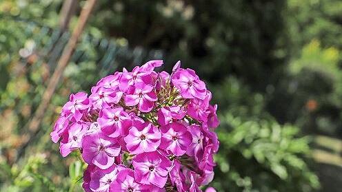Der Phlox ist auch als Flammenblume bekannt.