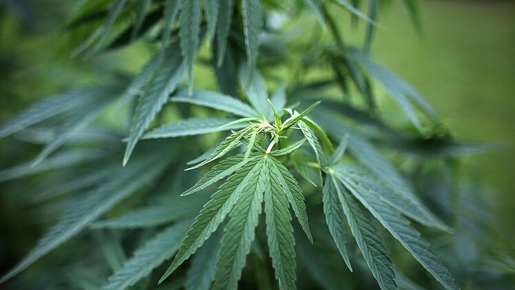 Die Stadt M&uuml;nster will Erkentnisse f&uuml;r eine m&ouml;gliche Legalisierung von Cannabis gewinnen. Zu diesem Zweck sollen 100 Probanden ein Jahr lang umsonst kiffen. Foto: Oliver Berg/dpa