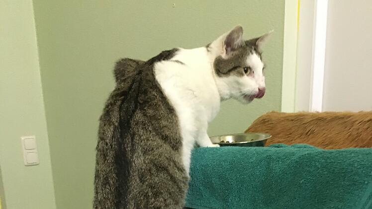 Tierheim Bamberg: Kater Schröder hat "nur ein kleines Problem"