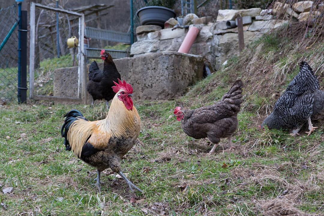 SoS; Neuses-Poxstall; Gemeindeseite; Foto: Barbara Herbst