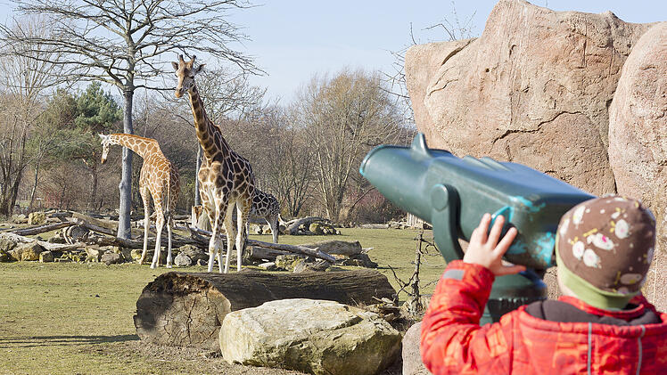 Im Leipziger Zoo gibt es eine beeindruckende Vielfalt an Tieren zu entdecken. Unter anderem die Giraffen in der Savanne.