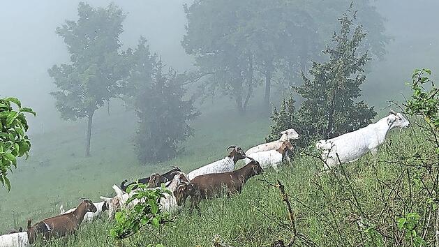 Nach aufwendigen Entbuschungsarbeiten am Linsberg &uuml;bernehmen dort Ziegen und Schafe wieder die Landschaftspflege.