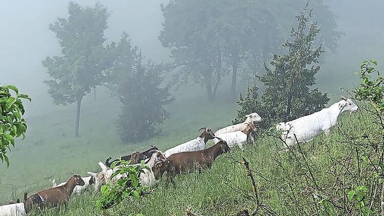 Nach aufwendigen Entbuschungsarbeiten am Linsberg übernehmen dort Ziegen und Schafe wieder die Landschaftspflege.