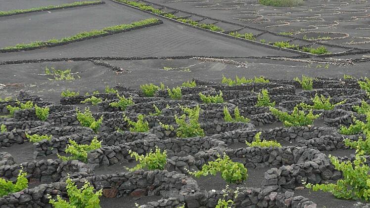 Der Blick in die einzigartigen "Weinberge" mit einer Mauer um jeden Weinstock faszinierte die Franken. Foto: Günther Geiling