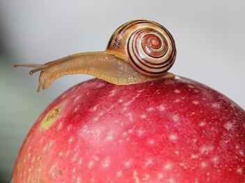 Gestatten, das ist Fred - Kronachs neuer "Schneckenkönig". Foto: Andreas Schmitt