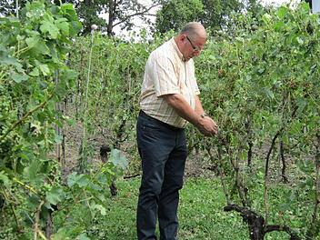 Hobbywinzer Erwin Heid begutachtet seinen durch das Samstagabend-Unwetter zerstörten Weinberg.