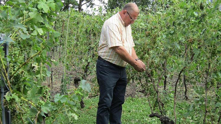 Hobbywinzer Erwin Heid begutachtet seinen durch das Samstagabend-Unwetter zerstörten Weinberg.