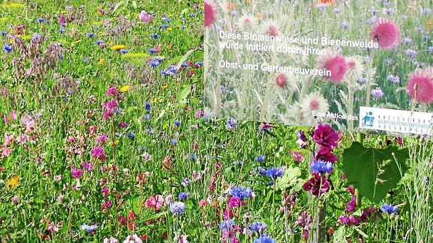 Gartenbauvereine helfen Mensch und Natur. Seit 2011 f&ouml;rdert der Kreisverband f&uuml;r Gartenbau und Landespflege Ha&szlig;berge die Schaffung von Bl&uuml;hfl&auml;chen zum Schutz der Artenvielfalt. Durch Saatgutmischungen, wie hier die "Pfl&uuml;ckmischung Sommerzauber", k&ouml;nnen inner&ouml;rtliche Fl&auml;chen und Dorfrandbereiche optisch aufgewertet und das Nahrungsangebot f&uuml;r Bienen und Insekten erg&auml;nzt werden.  Foto: Karin Bulheller