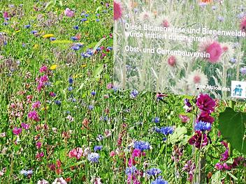 Gartenbauvereine helfen Mensch und Natur. Seit 2011 f&ouml;rdert der Kreisverband f&uuml;r Gartenbau und Landespflege Ha&szlig;berge die Schaffung von Bl&uuml;hfl&auml;chen zum Schutz der Artenvielfalt. Durch Saatgutmischungen, wie hier die "Pfl&uuml;ckmischung Sommerzauber", k&ouml;nnen inner&ouml;rtliche Fl&auml;chen und Dorfrandbereiche optisch aufgewertet und das Nahrungsangebot f&uuml;r Bienen und Insekten erg&auml;nzt werden.  Foto: Karin Bulheller