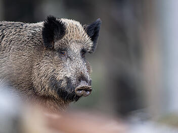 Wildschwein rennt durch Restaurant in Mitwitz