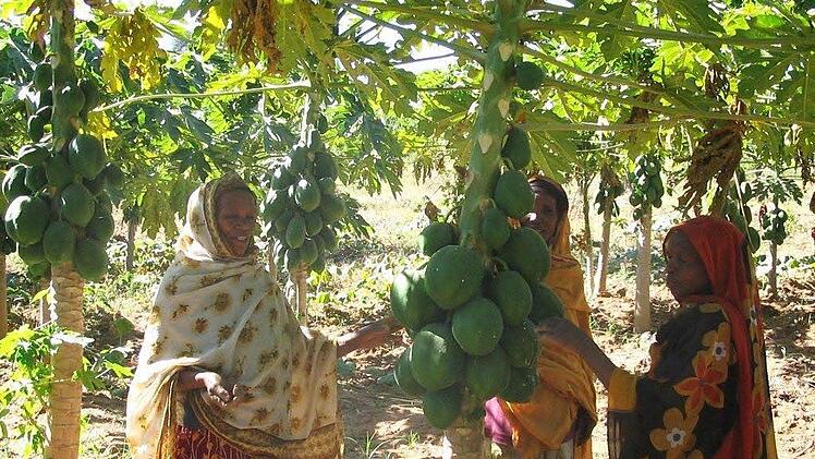 Papaya-Plantage