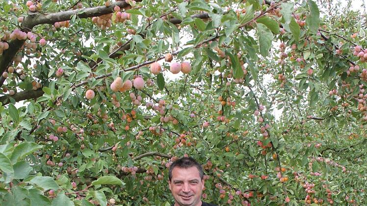 Johannes Haas an einem vollen Mirabellenbaum. Carmen Schwind