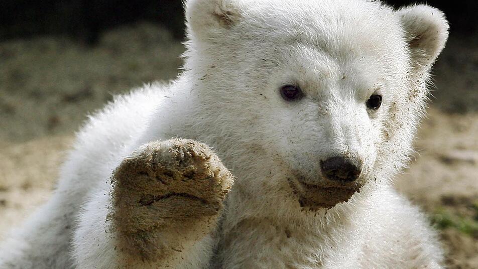 Eisbär Knut, wie ihn seine Fans liebten. Foto: dpa