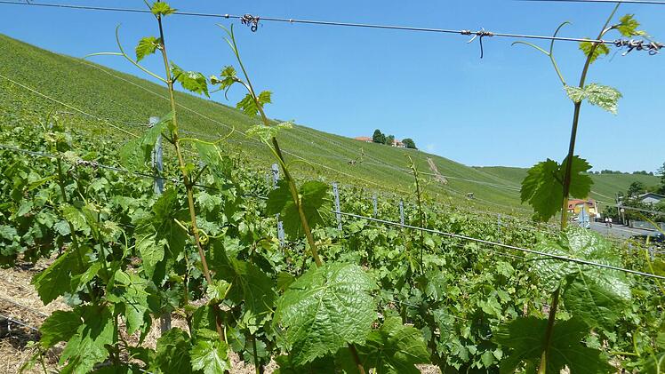 Steillage bei Escherndorf mit Blick auf die Vogelsburg: Um so eine Fläche zu bewirtschaften, müssen laut Weinbauverband pro Hektar rund 1200 Arbeitsstunden aufgebracht werden. Foto: Matthias Litzlfelder