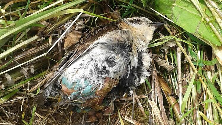 Immer wieder werden Braunkehlchen von Traktoren zermalmt. Foto: LBV