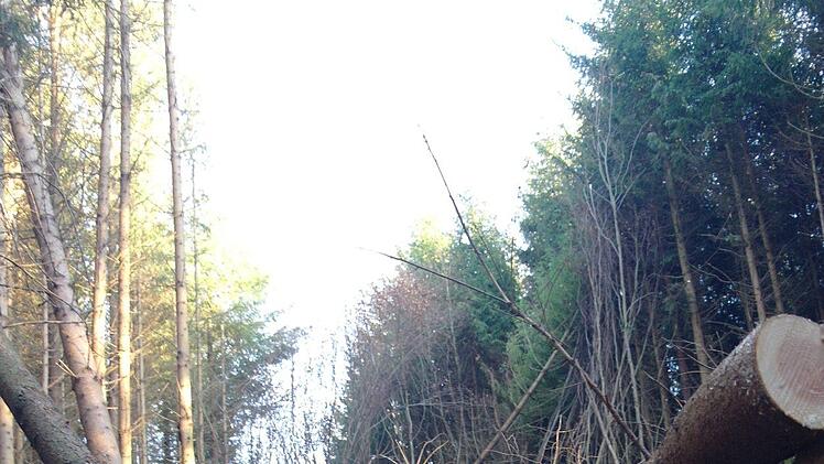 Ein Bild der Zerstörung. 80 bis 100 Fichten und Douglasien wurden mutwillig und rechtswidrig gefällt.  Foto: Stephanie Elm