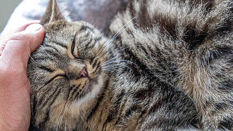 Tierheim Nürnberg mit bewegender Kater-Geschichte: "Alles kam anders"