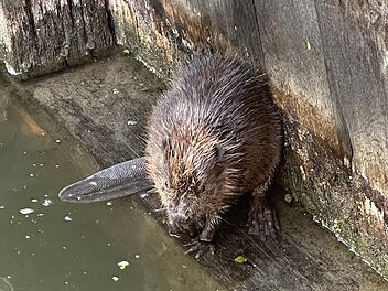 Biber ziehen bald Junge gro&szlig;: Stadt Bamberg mit Warnung und Bitte