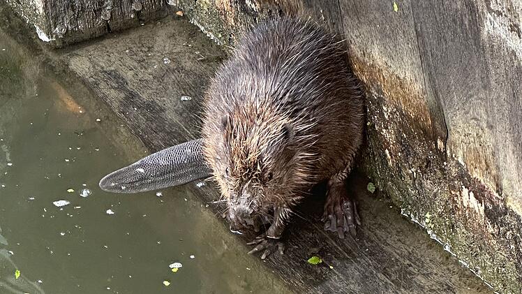 Biber ziehen bald Junge gro&szlig;: Stadt Bamberg mit Warnung und Bitte