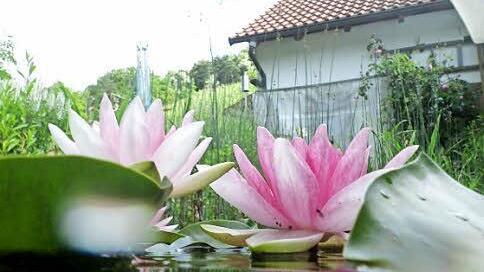 Seerosen spiegeln sich im Wasser.