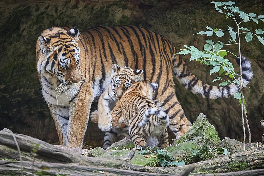 Tiger-Nachwuchs entwickelt sich prächtig in Nürnberg
