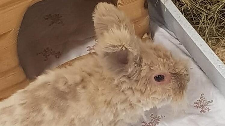 Tierheim Bayreuth: Kleine "Motte" völlig verwahrlost aufgefunden - "nicht einmal bewegen"