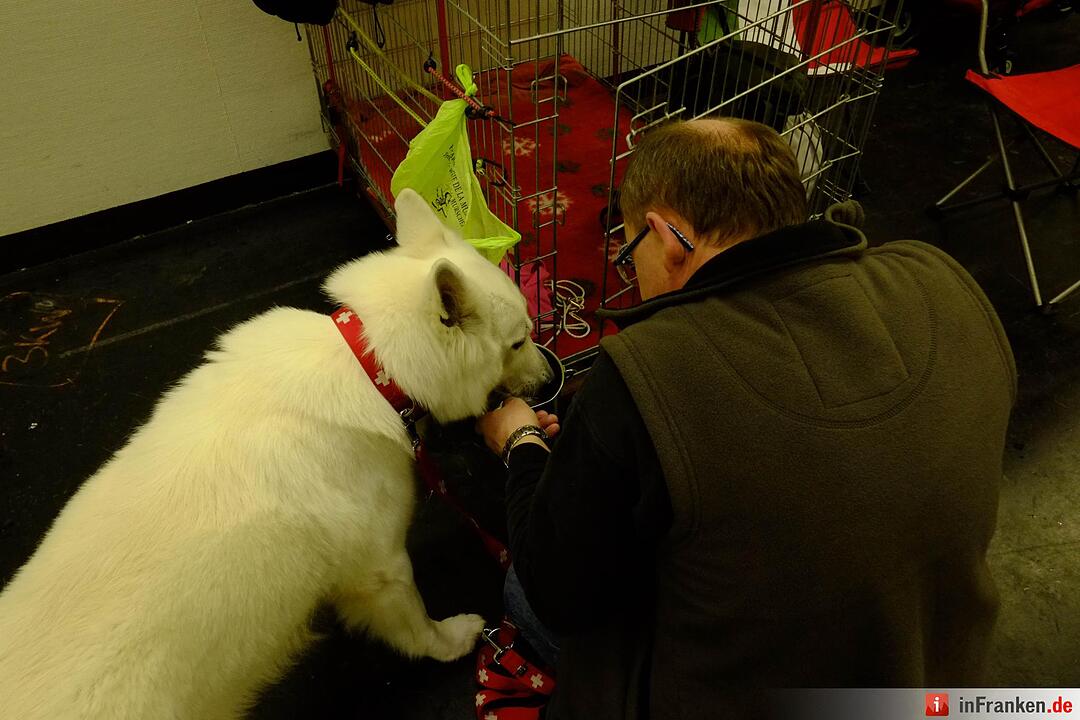 43. Internationale Rassehundeausstellung (Cacib) in Nürnberg
