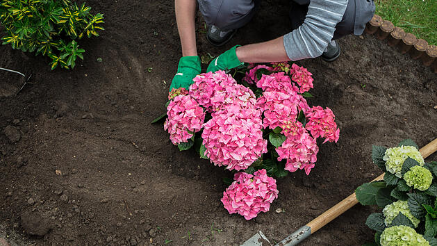 Hortensien, Hortensien pflanzen