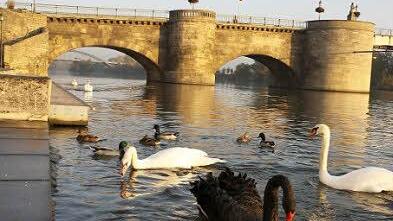 Die Alte Mainbrücke soll mehr sein als eine schöne Kulisse.  Foto: D. Fuchs