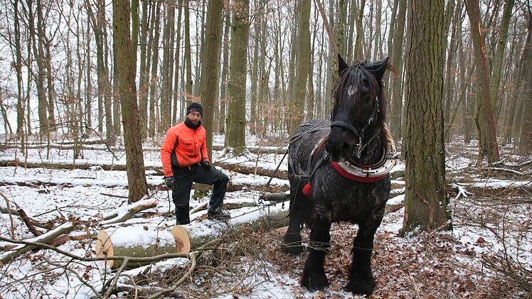 Tobias Dotter und sein Pferd bei der Arbeit im Wald.  Foto: Ralf Ruppert