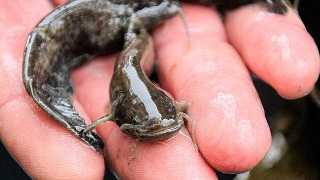 abfischenfotodianafuchs (7)