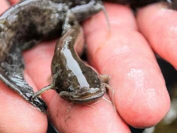 abfischenfotodianafuchs (7)